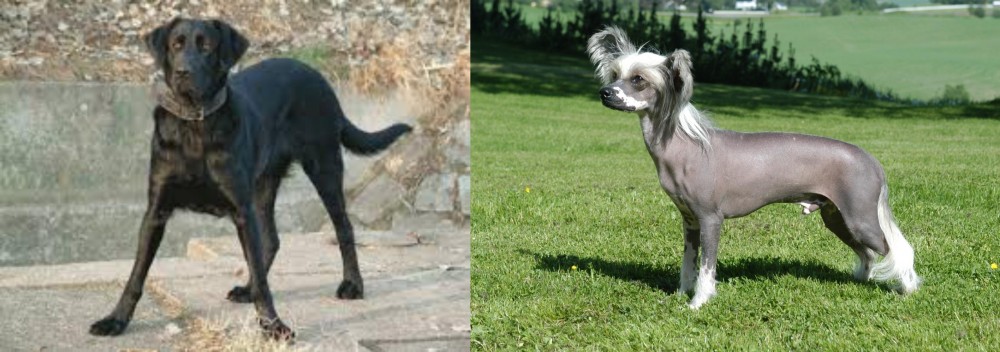 Chinese Crested Dog vs Cao de Castro Laboreiro - Breed Comparison