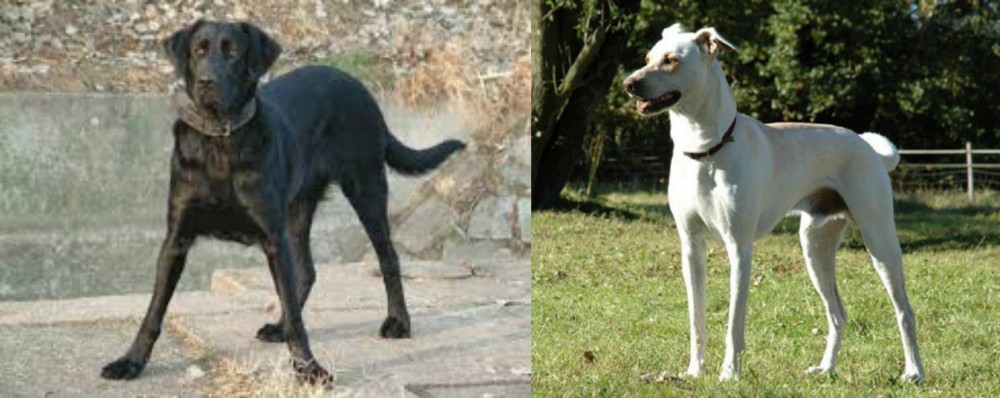 Cretan Hound vs Cao de Castro Laboreiro - Breed Comparison