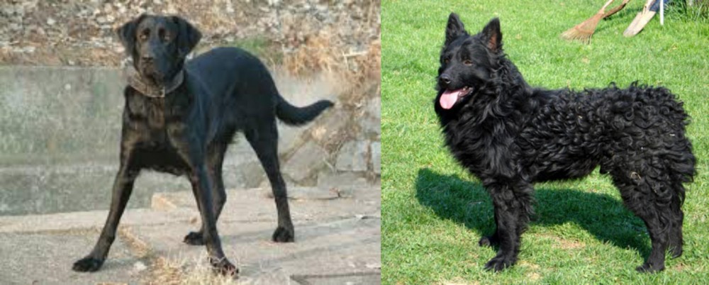 Croatian Sheepdog vs Cao de Castro Laboreiro - Breed Comparison