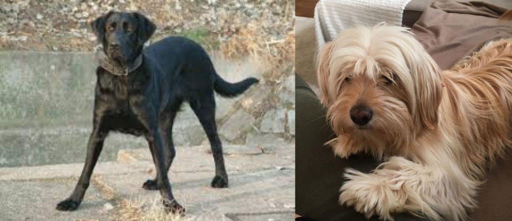 Cyprus Poodle vs Cao de Castro Laboreiro - Breed Comparison