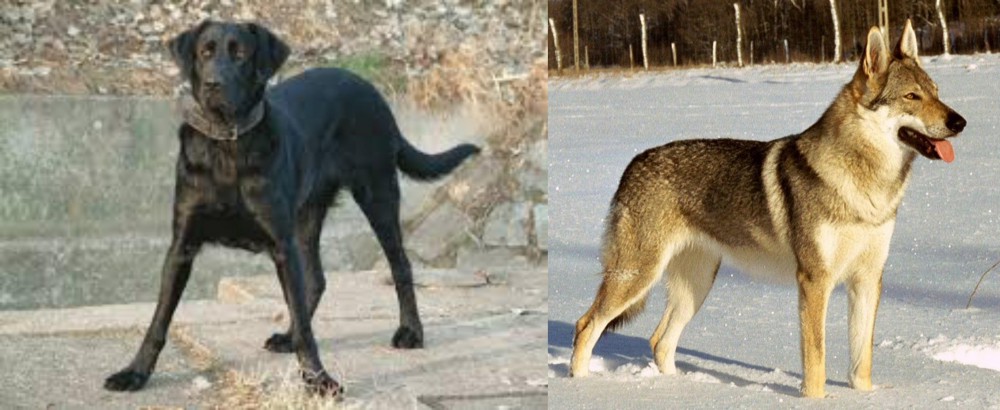 Czechoslovakian Wolfdog vs Cao de Castro Laboreiro - Breed Comparison