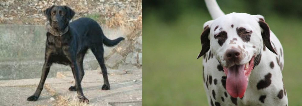 Dalmatian vs Cao de Castro Laboreiro - Breed Comparison