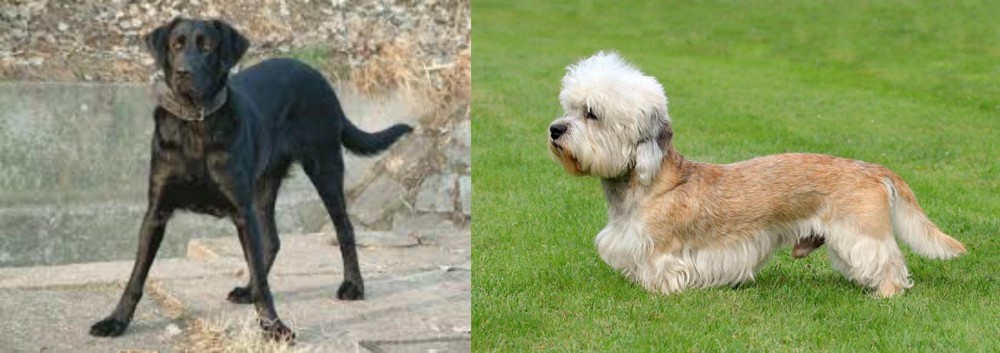 Dandie Dinmont Terrier vs Cao de Castro Laboreiro - Breed Comparison
