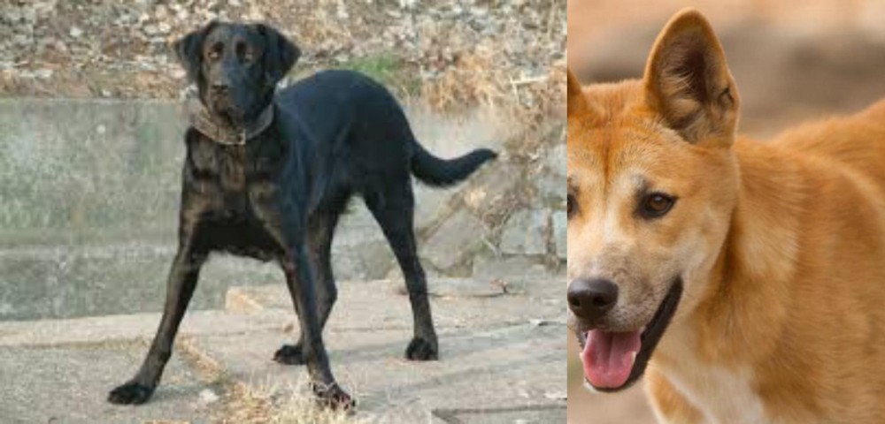 Dingo vs Cao de Castro Laboreiro - Breed Comparison