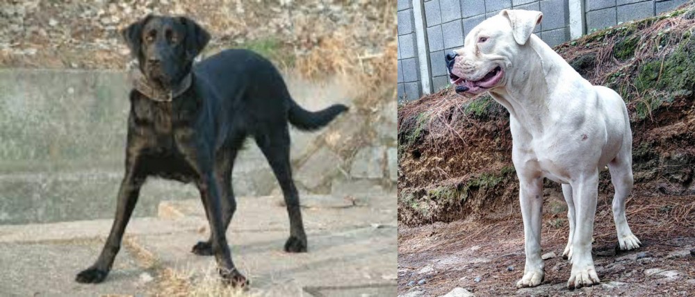Dogo Guatemalteco vs Cao de Castro Laboreiro - Breed Comparison