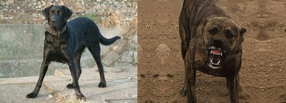 Dogo Sardesco vs Cao de Castro Laboreiro - Breed Comparison