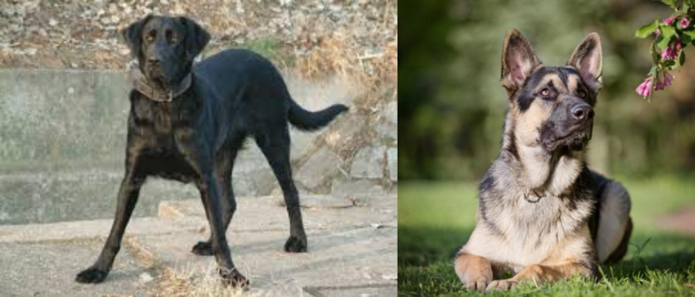 East European Shepherd vs Cao de Castro Laboreiro - Breed Comparison