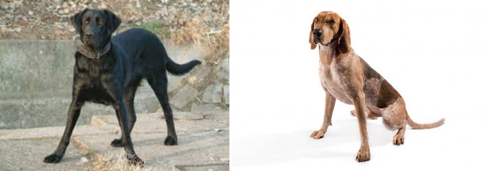 English Coonhound vs Cao de Castro Laboreiro - Breed Comparison