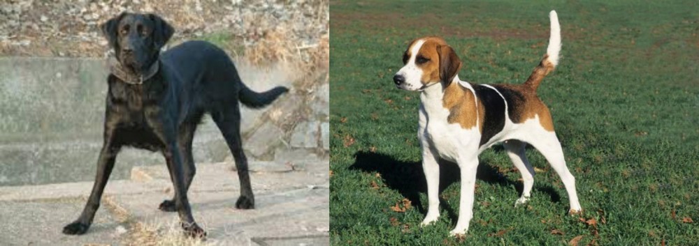 English Foxhound vs Cao de Castro Laboreiro - Breed Comparison