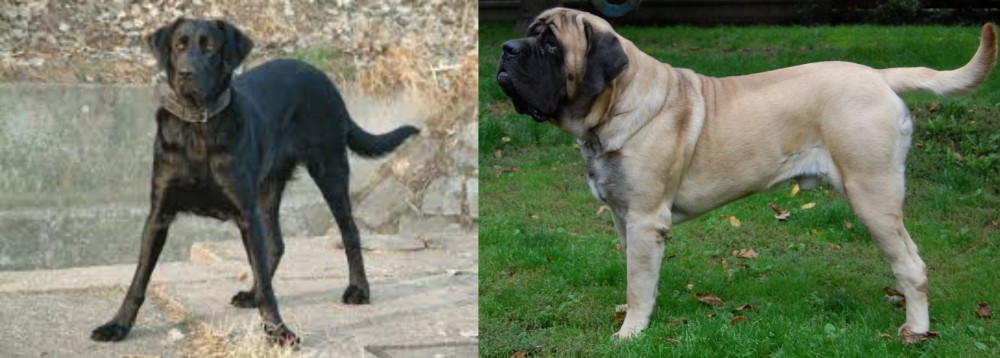 English Mastiff vs Cao de Castro Laboreiro - Breed Comparison