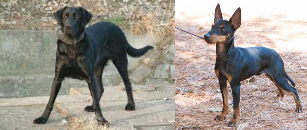English Toy Terrier (Black & Tan) vs Cao de Castro Laboreiro - Breed Comparison