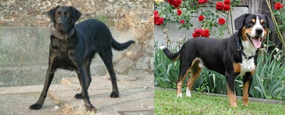 Entlebucher Mountain Dog vs Cao de Castro Laboreiro - Breed Comparison