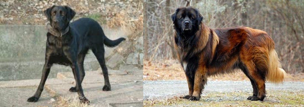 Estrela Mountain Dog vs Cao de Castro Laboreiro - Breed Comparison