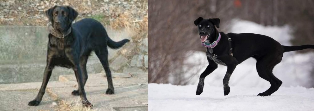 Eurohound vs Cao de Castro Laboreiro - Breed Comparison