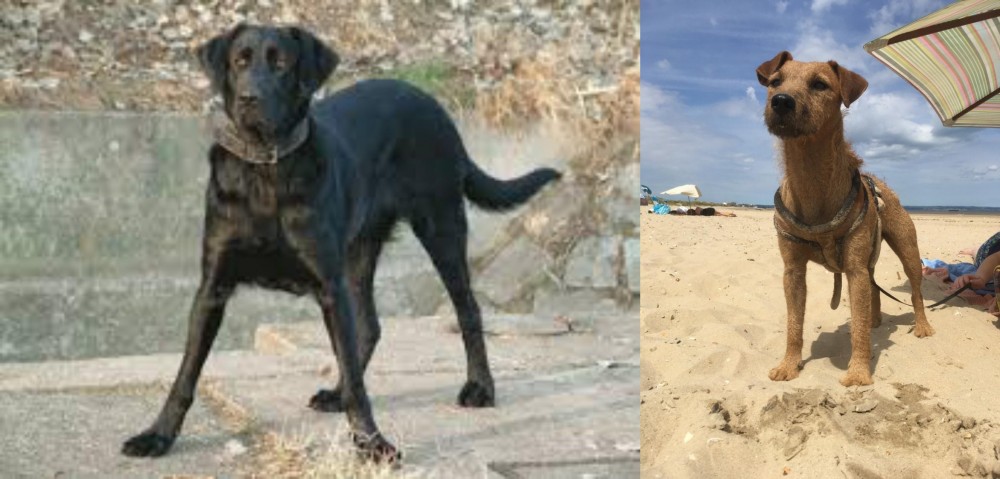 Fell Terrier vs Cao de Castro Laboreiro - Breed Comparison