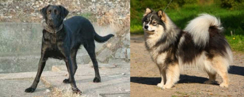 Finnish Lapphund vs Cao de Castro Laboreiro - Breed Comparison