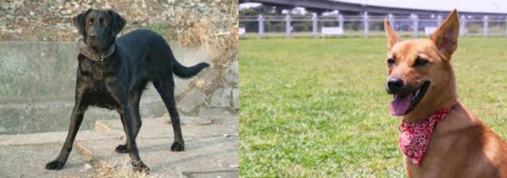Formosan Mountain Dog vs Cao de Castro Laboreiro - Breed Comparison