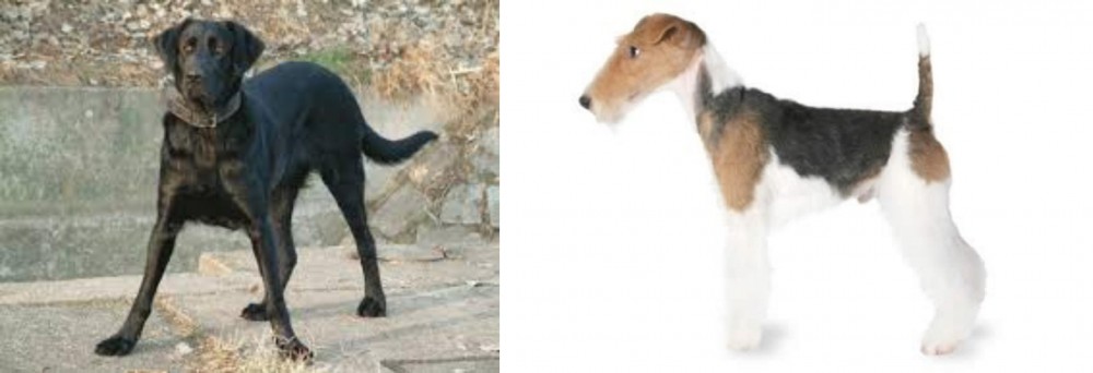 Fox Terrier vs Cao de Castro Laboreiro - Breed Comparison