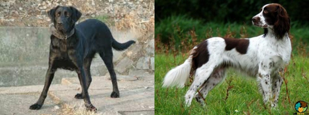 French Spaniel vs Cao de Castro Laboreiro - Breed Comparison