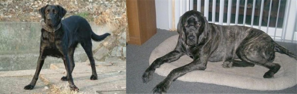 Giant Maso Mastiff vs Cao de Castro Laboreiro - Breed Comparison