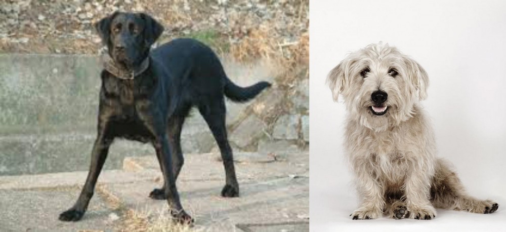 Glen of Imaal Terrier vs Cao de Castro Laboreiro - Breed Comparison