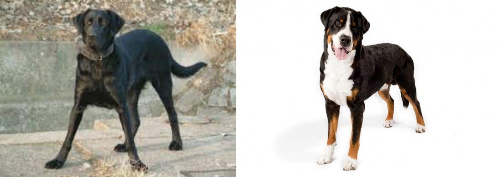 Greater Swiss Mountain Dog vs Cao de Castro Laboreiro - Breed Comparison