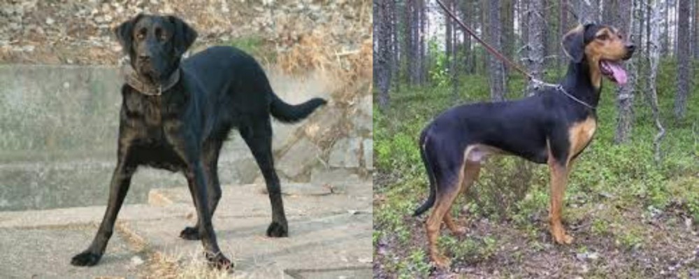 Greek Harehound vs Cao de Castro Laboreiro - Breed Comparison