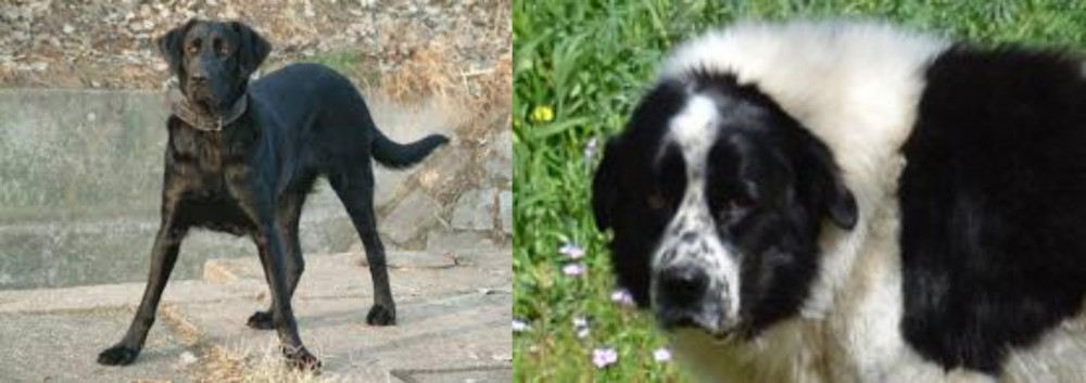 Greek Sheepdog vs Cao de Castro Laboreiro - Breed Comparison