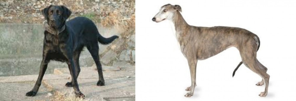 Greyhound vs Cao de Castro Laboreiro - Breed Comparison