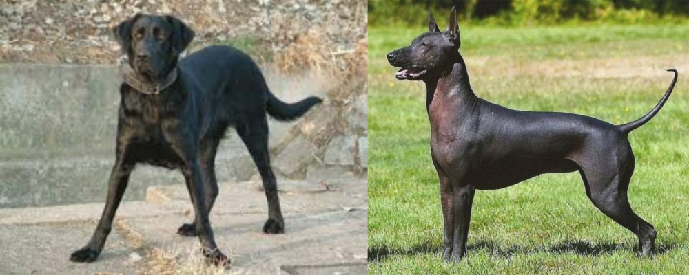 Hairless Khala vs Cao de Castro Laboreiro - Breed Comparison