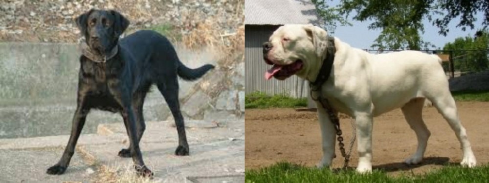 Hermes Bulldogge vs Cao de Castro Laboreiro - Breed Comparison