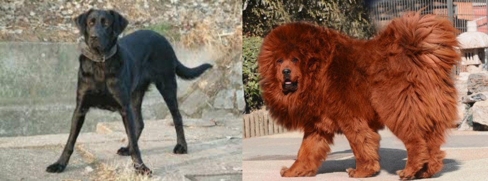 Himalayan Mastiff vs Cao de Castro Laboreiro - Breed Comparison