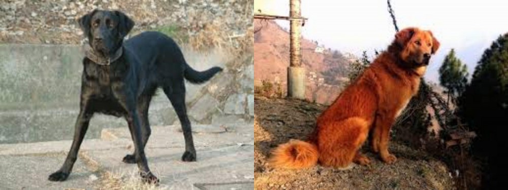 Himalayan Sheepdog vs Cao de Castro Laboreiro - Breed Comparison