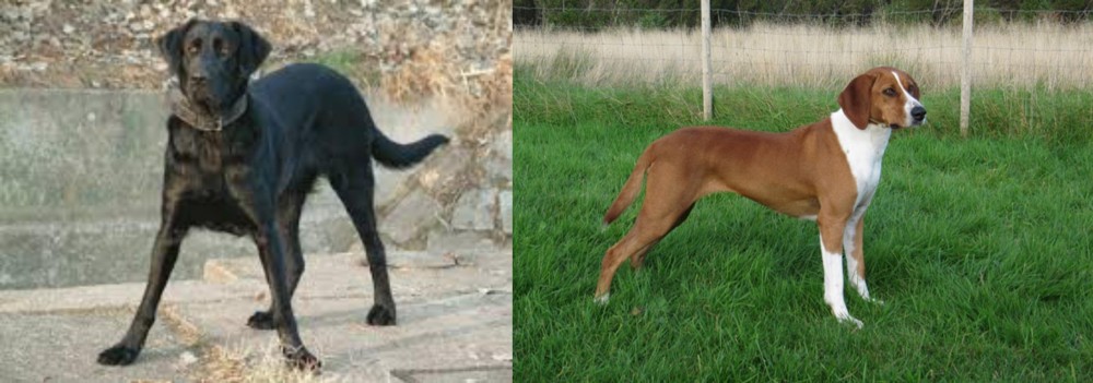 Hygenhund vs Cao de Castro Laboreiro - Breed Comparison