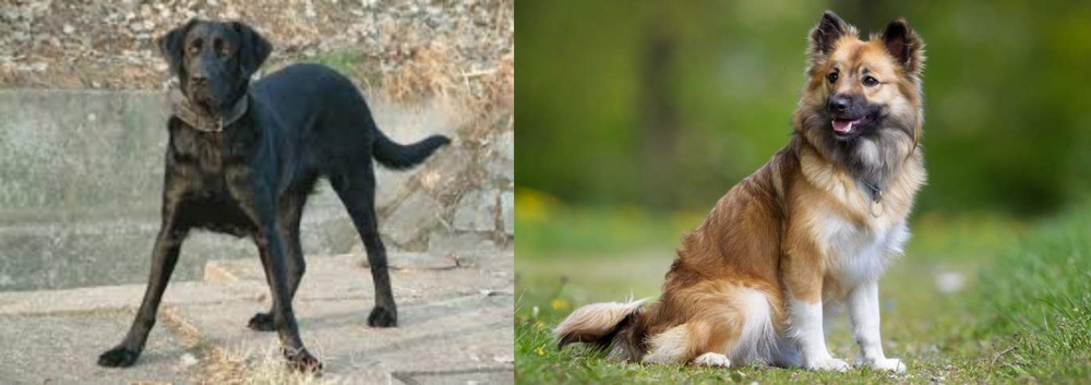 Icelandic Sheepdog vs Cao de Castro Laboreiro - Breed Comparison