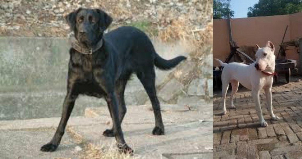 Indian Bull Terrier vs Cao de Castro Laboreiro - Breed Comparison