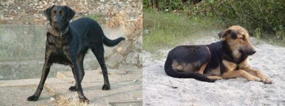 Indian Pariah Dog vs Cao de Castro Laboreiro - Breed Comparison