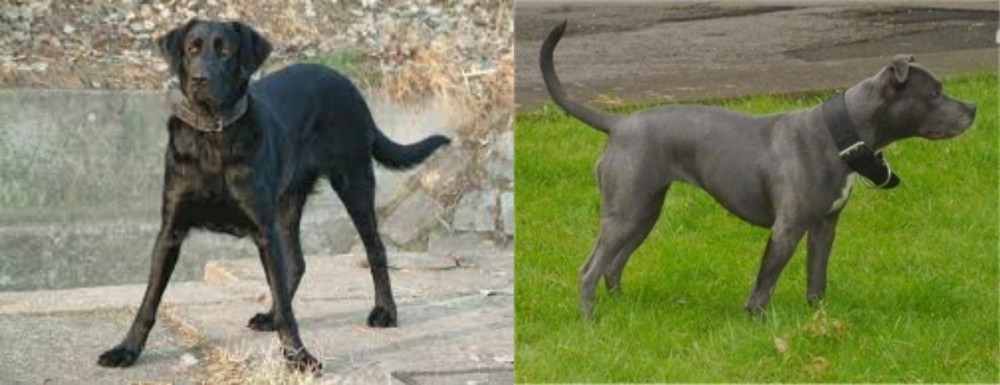 Irish Bull Terrier vs Cao de Castro Laboreiro - Breed Comparison
