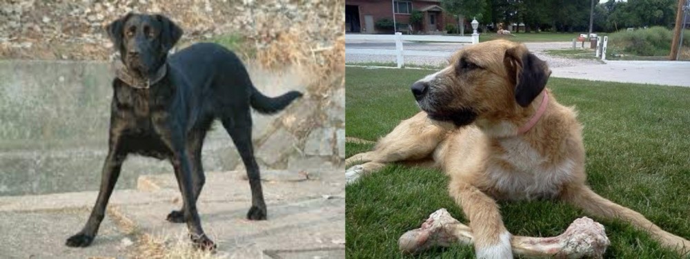 Irish Mastiff Hound vs Cao de Castro Laboreiro - Breed Comparison