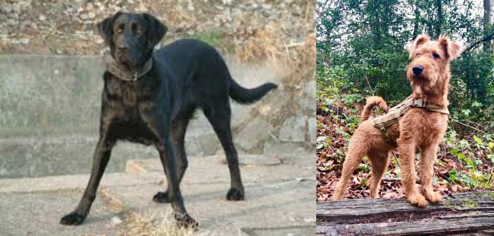 Irish Terrier vs Cao de Castro Laboreiro - Breed Comparison
