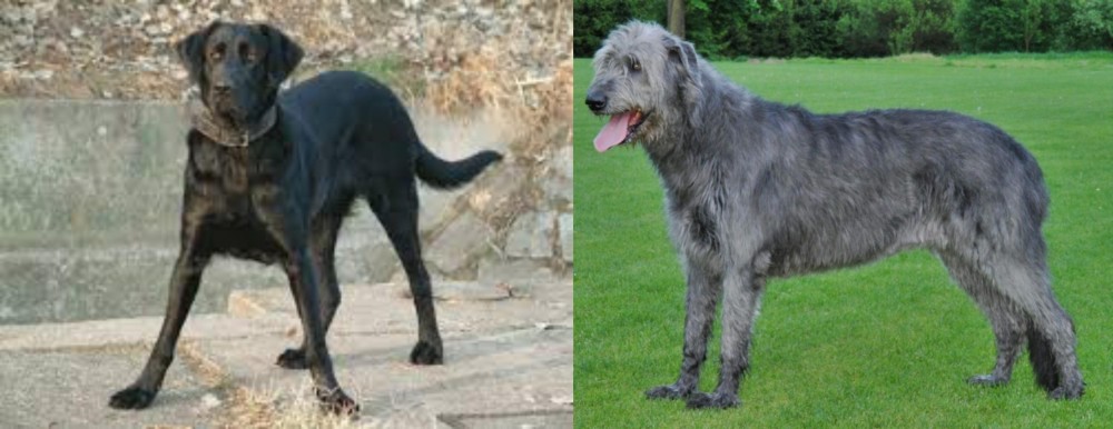 Irish Wolfhound vs Cao de Castro Laboreiro - Breed Comparison
