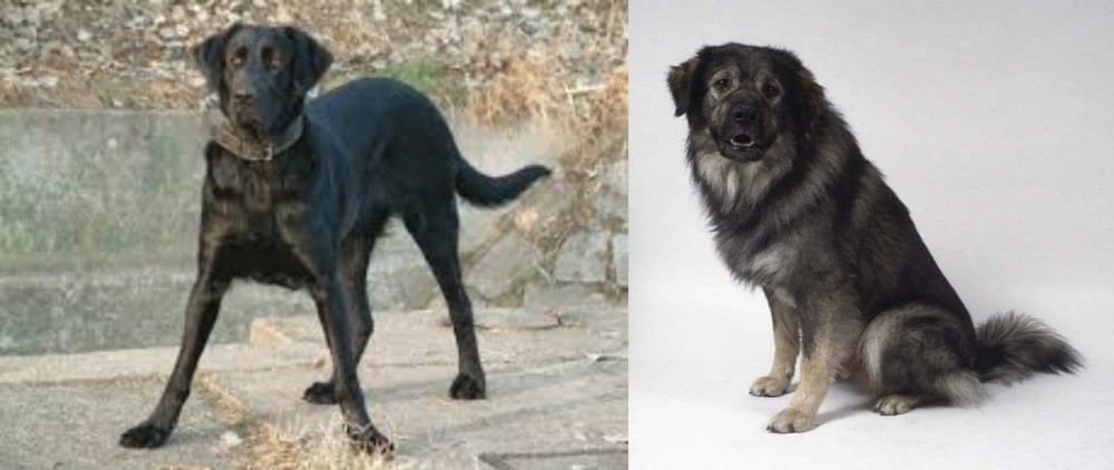 Istrian Sheepdog vs Cao de Castro Laboreiro - Breed Comparison