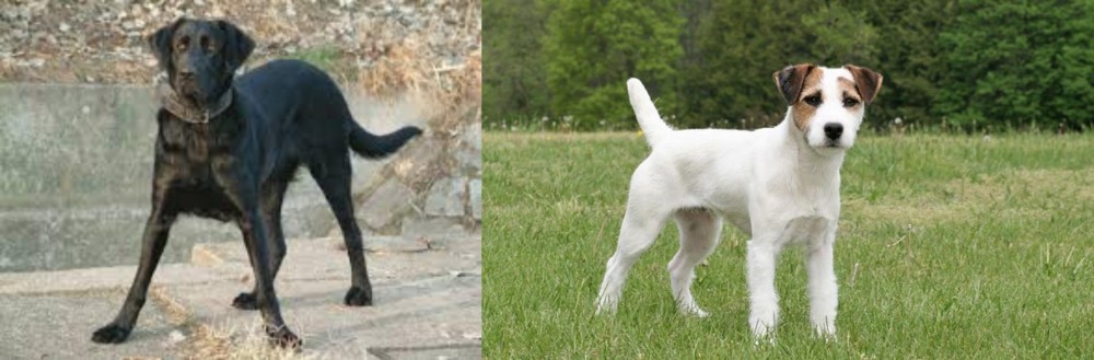 Jack Russell Terrier vs Cao de Castro Laboreiro - Breed Comparison