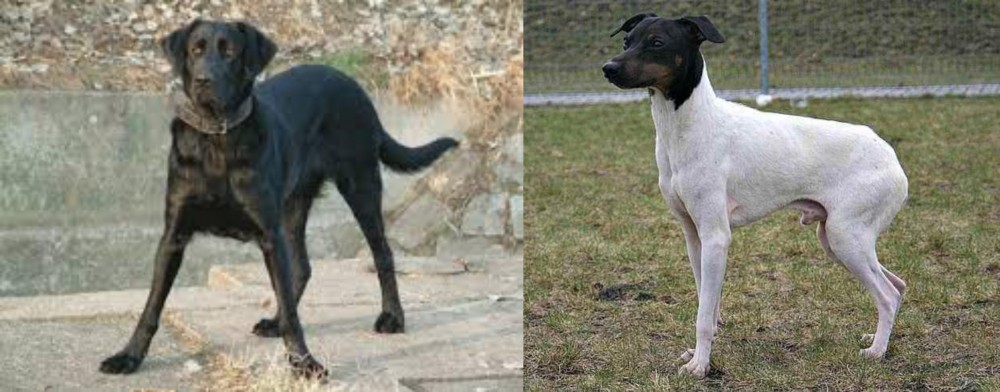 Japanese Terrier vs Cao de Castro Laboreiro - Breed Comparison