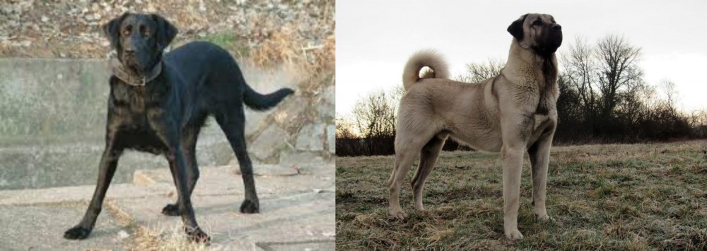 Kangal Dog vs Cao de Castro Laboreiro - Breed Comparison