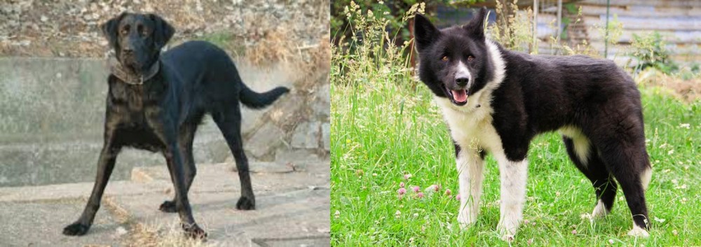 Karelian Bear Dog vs Cao de Castro Laboreiro - Breed Comparison