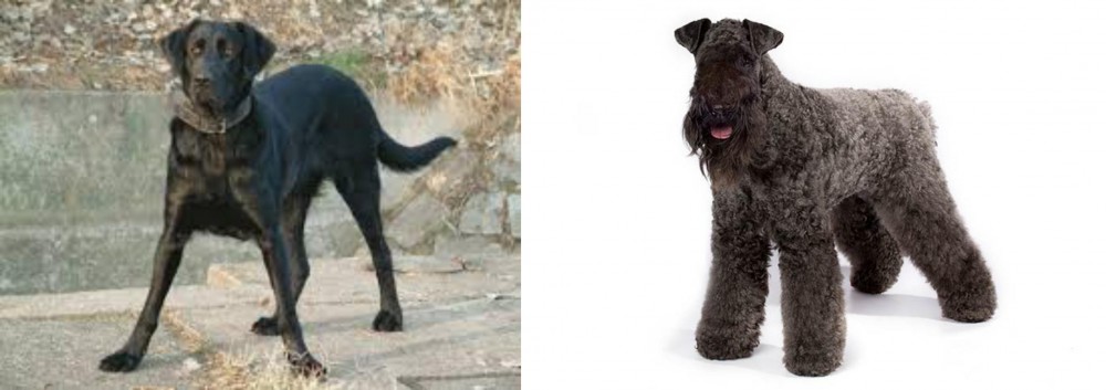 Kerry Blue Terrier vs Cao de Castro Laboreiro - Breed Comparison