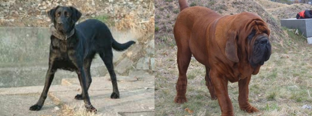 Korean Mastiff vs Cao de Castro Laboreiro - Breed Comparison