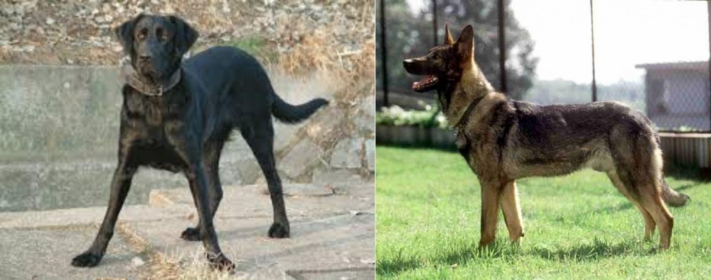Kunming Dog vs Cao de Castro Laboreiro - Breed Comparison