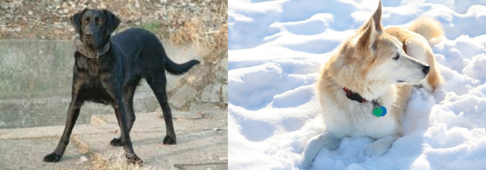 Labrador Husky vs Cao de Castro Laboreiro - Breed Comparison